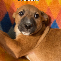 Freccia: cucciola affettuosa e vivace