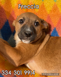 Freccia: cucciola affettuosa e vivace