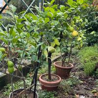 Piante di limone e pompelmo