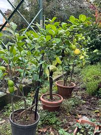 Piante di limone e pompelmo