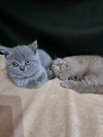 Scottish Fold e Straight