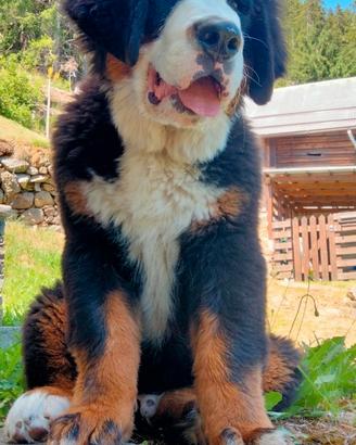 Cucciolo di Bovaro del bernese