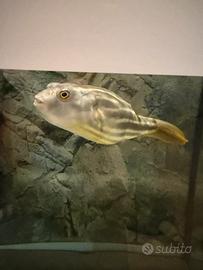 Pesce palla lineatus