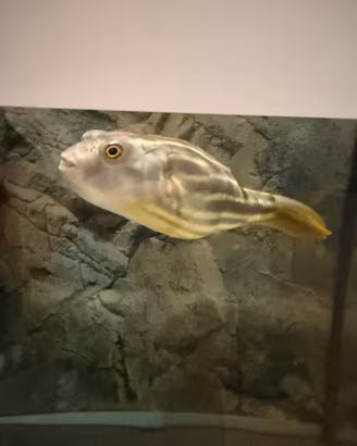 Pesce palla lineatus