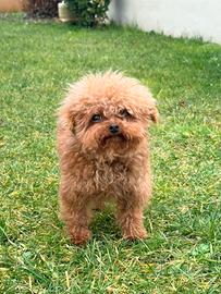 Barboncino thecup monta