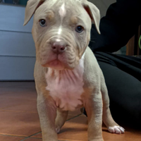 Pitbull