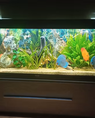acquario Juwel