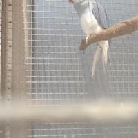 Parrocchetto dal collare