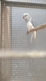 Parrocchetto dal collare