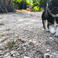 Chihuahua tricolor pelo corto