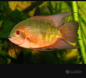 Ciclidi sudamericani Temporalis