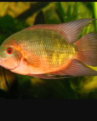 Ciclidi sudamericani Temporalis