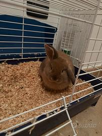 Coniglio ariete nano vaccinato