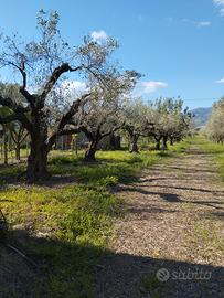 Terreno Agricolo