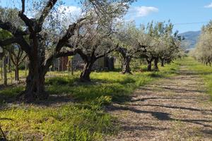 Terreno Agricolo