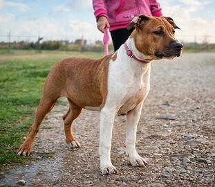 R.E.G.A.L.O. Amstaff Pura