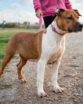 R.E.G.A.L.O. Amstaff Pura