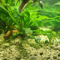 Pangasius + Ancistrus