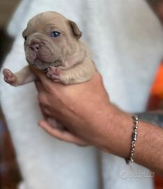 Bulldog francese