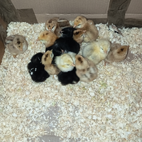 Pulcini legbar Oliver ovaiole