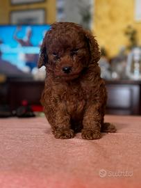 Cuccioli di barbone
