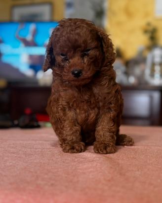 Cuccioli di barbone