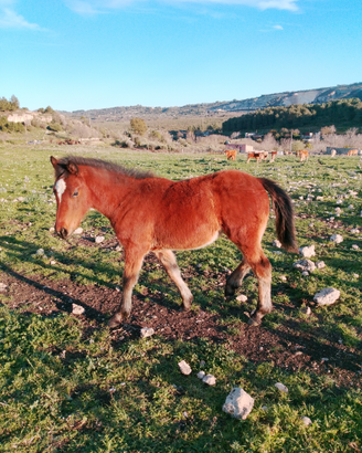 Puledro