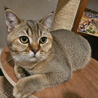 British Shorthair cuccioli occhi verdi pedigre