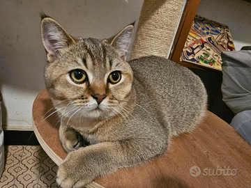 British Shorthair cuccioli occhi verdi pedigre