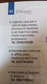Cani cercan casa