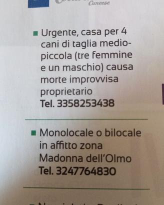 Cani cercan casa