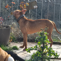 Pitbull red nose femmina di 1 anno