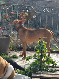 Pitbull red nose femmina di 1 anno