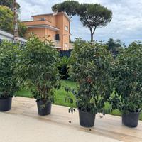 Piante in vaso da giardino anche per siepi