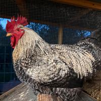Gallo