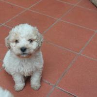 Lagotto