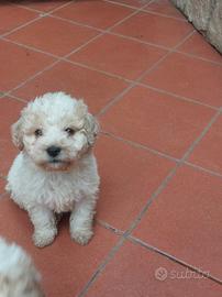 Lagotto