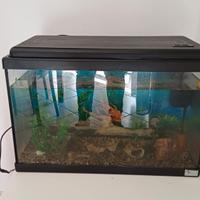 Acquario 40 lt circa