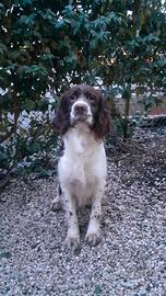 Spinger spaniel