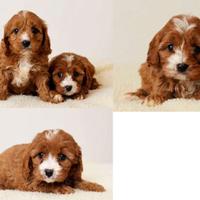 Cuccioli di cavapoo solo femmine