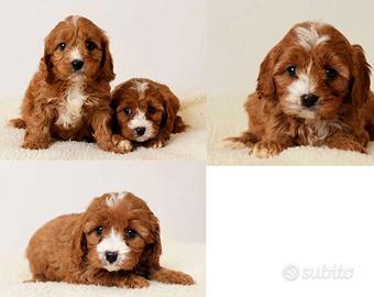 Cuccioli di cavapoo solo femmine