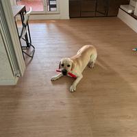 Maschio di Labrador per Monta