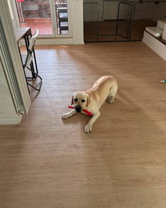 Maschio di Labrador per Monta