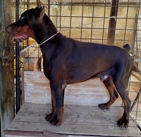 Dobermann
