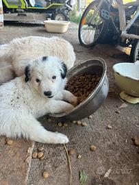 Cucciolo maschio di cane