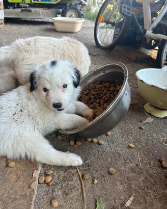 Cucciolo maschio di cane