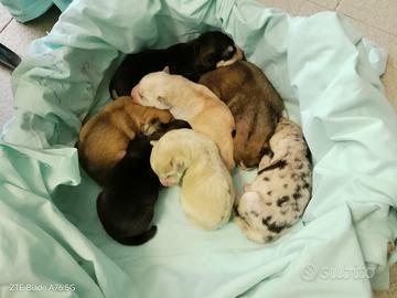 Si prenotano cuccioli