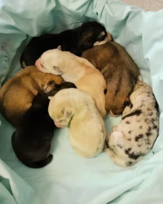 Si prenotano cuccioli