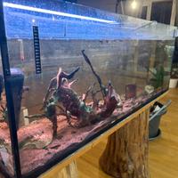 Acquario