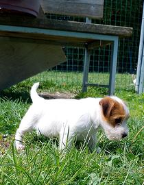 Jack Russell